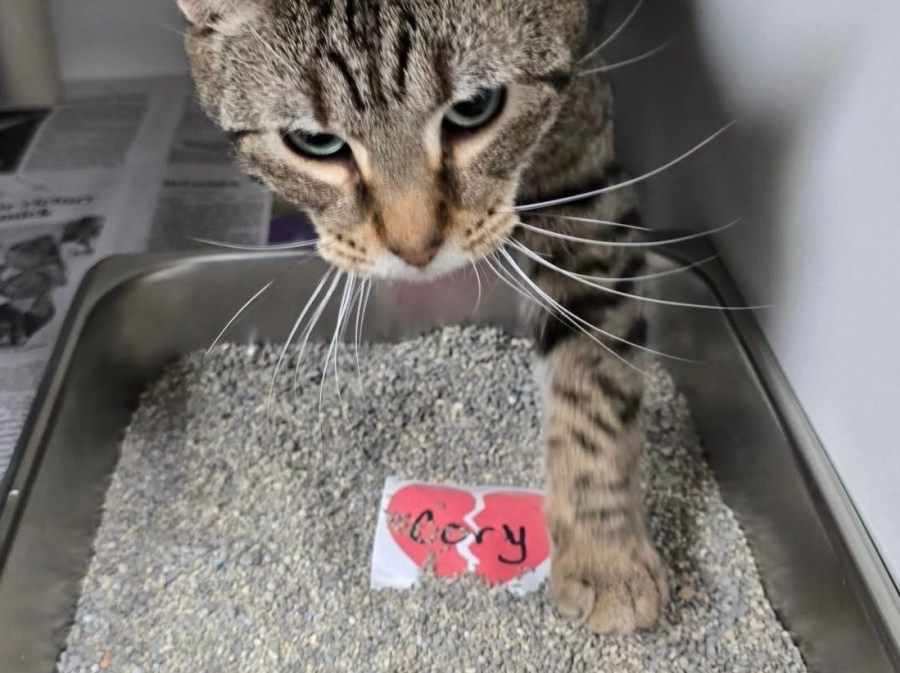 'Love Stinks' The Humane Society of Sullivan County cares