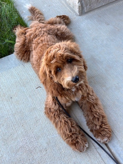 'Chief of Pawsitivity' joins the GCGH therapy dog team