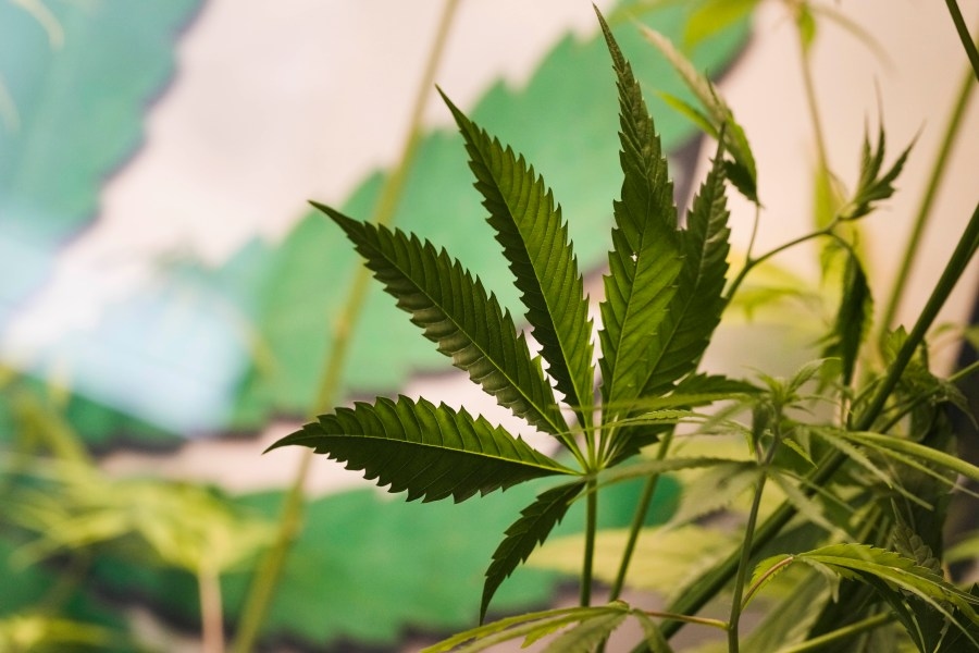 House poised to approve major cannabis bill on Wednesday