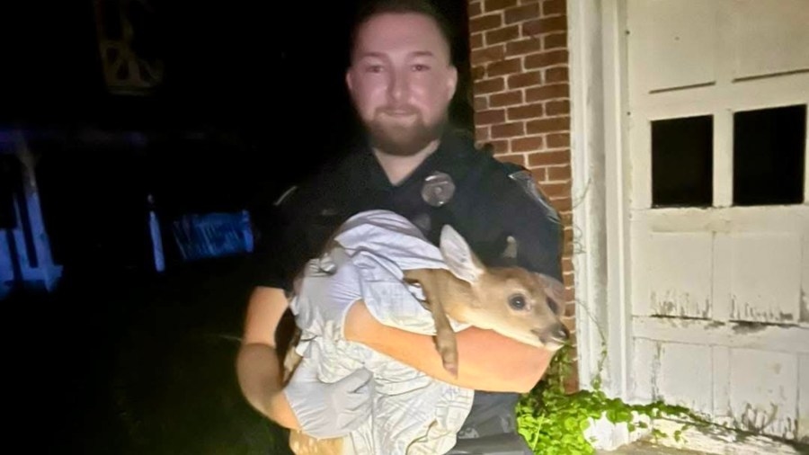 Ludlow police officer saves fawn after separation from mother