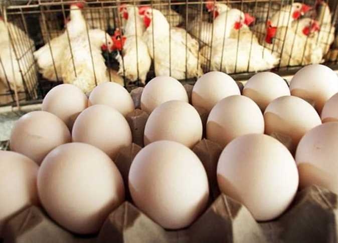 اسعار البيض والفراخ في أسواق الأقصر اليوم الأحد 6 يوليو 2025