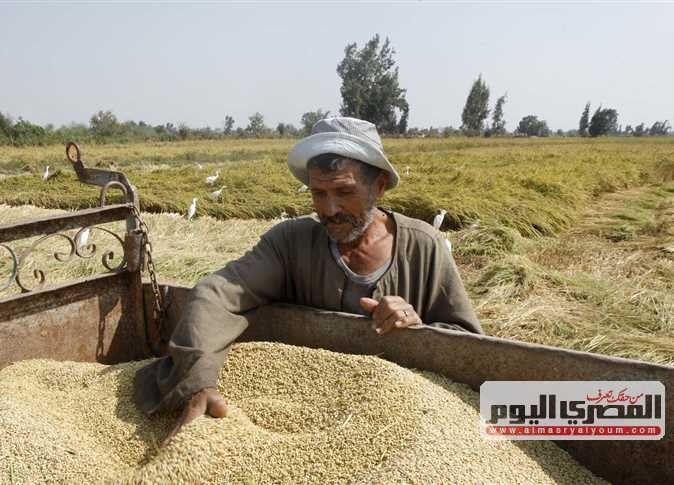 بكام طن الشعير؟.. أسعار الأرز بـ أسواق الشرقية اليوم الأحد 6 -7-2025