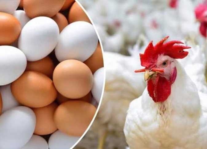بكام الفراخ النهارده؟.. أسعار الدواجن وكرتونة البيض في أسواق الشرقية اليوم الثلاثاء 1-7-2025