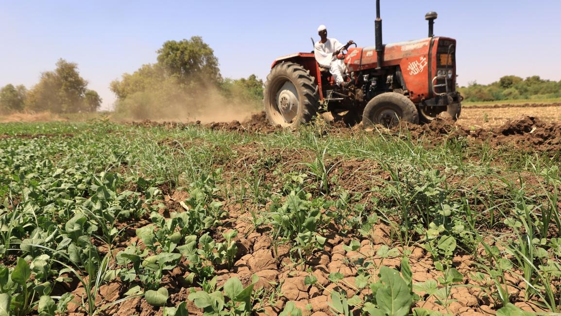 الحرب في السودان تُجفف أراضي المزارعين وتدفعهم إلى خسائر فادحة