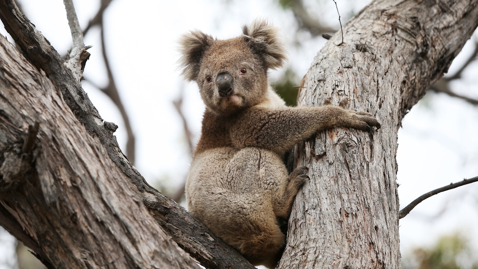 700 koalas killed in helicopter sniper operation