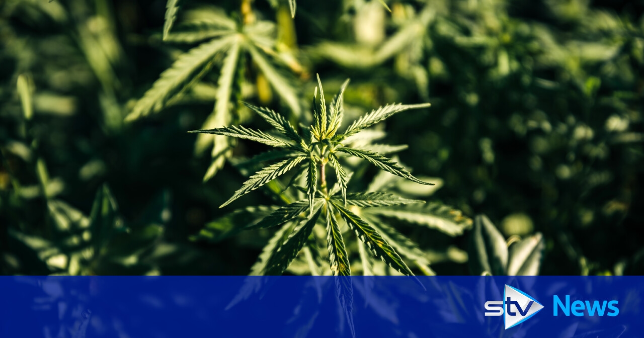Cannabis farm worth £12m 'largest uncovered in Scotland to date'