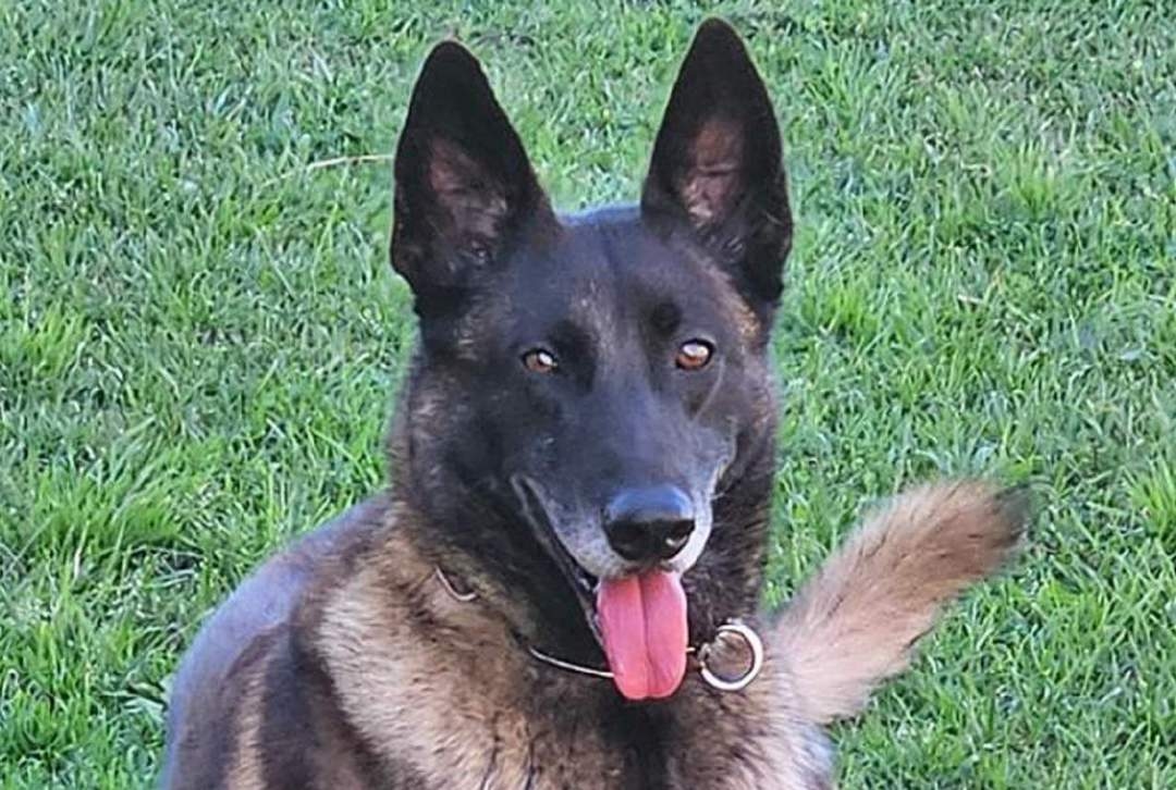 Every dog has its day: Adze sniffs out suspect after shop owner shot, robbed