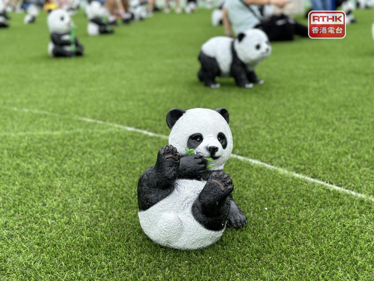 Panda fever grips Victoria Park