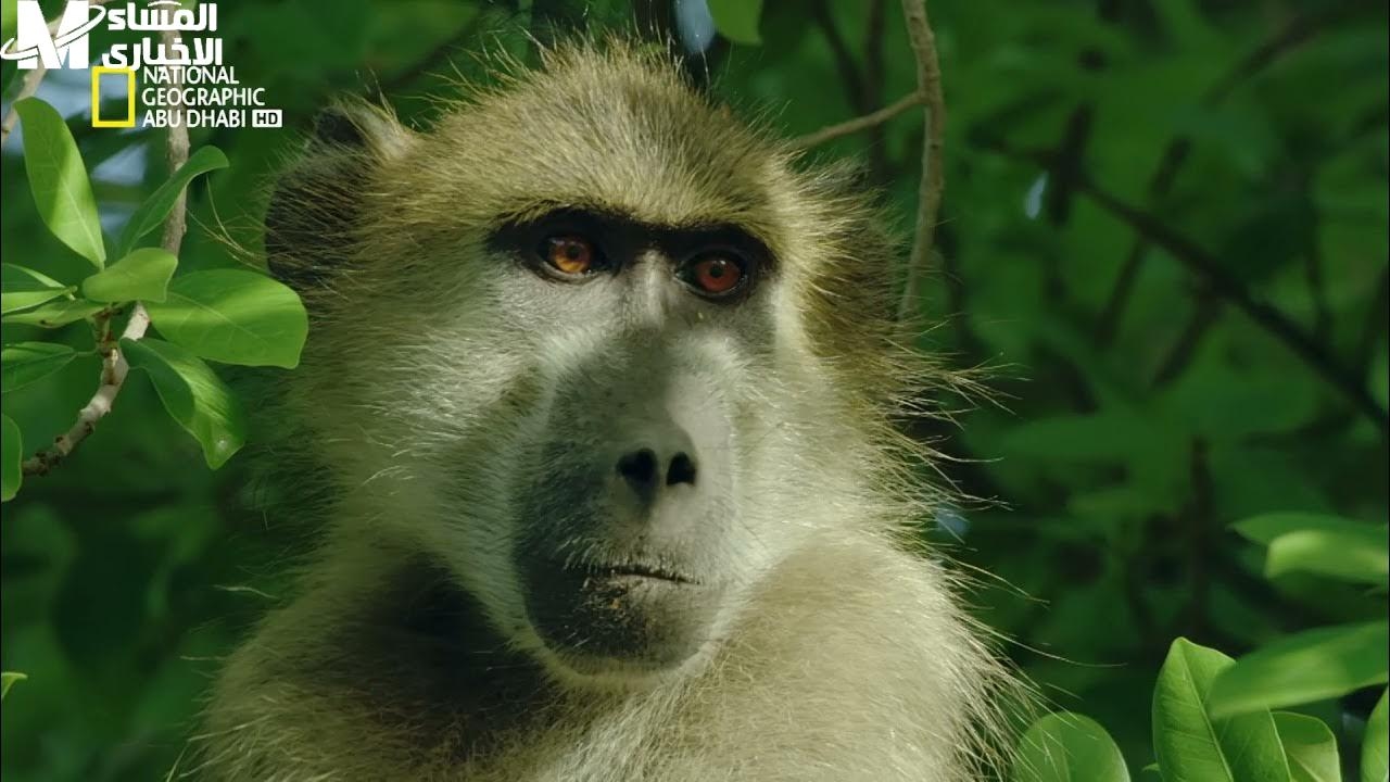 عش تجربة الاستكشاف الحقيقي.. تردد قناة ناشيونال جيوغرافيك National Geographic 2025 بنكهة المغامرة
