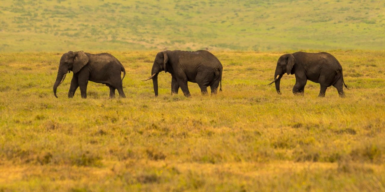 ‘A Training School for Elephants' Review: Stomping Through Africa