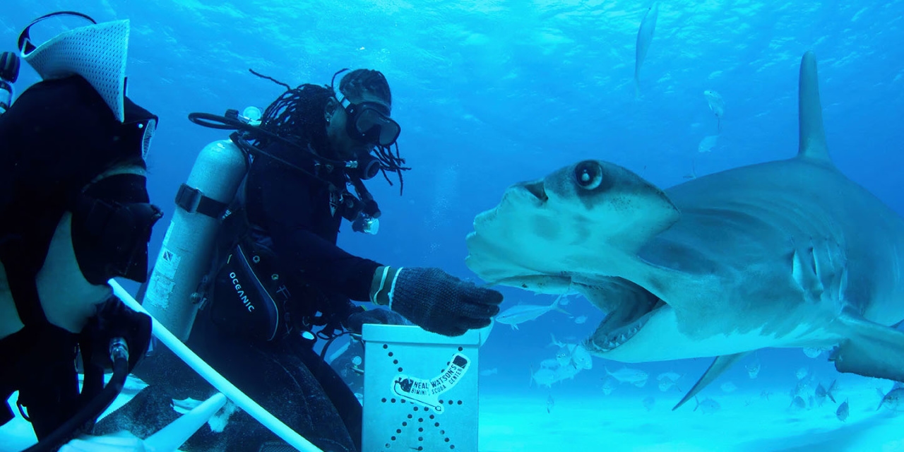 ‘All the Sharks' Review: Diving Into Danger on Netflix