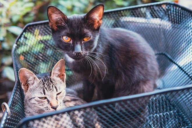 1st tick-borne virus infection of pet cat reported in Kanto