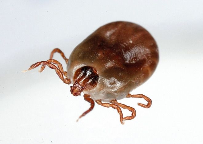 Kanagawa woman develops SFTS after being bitten by a tick