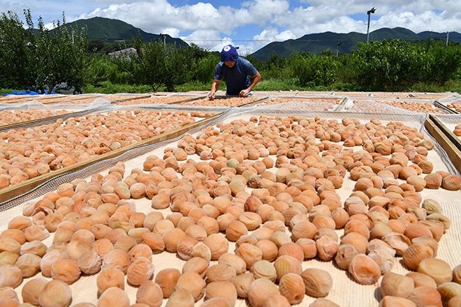 VOX POPULI: Steeped in time, umeboshi offer delicious gifts to the future