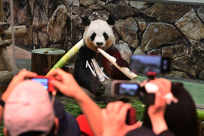 Park staff see off 4 giant pandas after teary fan farewells