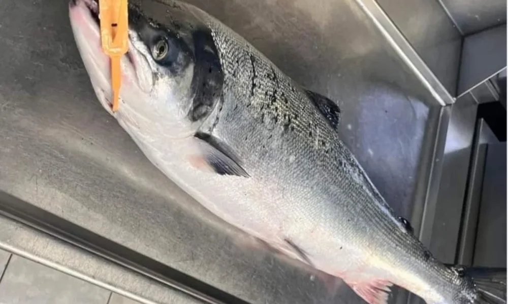 Cilgerran coracle fisherman fined after catching protected salmon