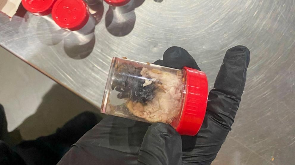 German customs officials show images of tarantulas hidden in spongecake boxes after smuggling bust