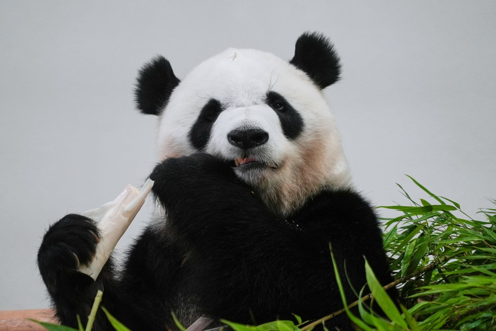 Fans bid teary farewell to four giant pandas at a zoo in Japan before their return to China