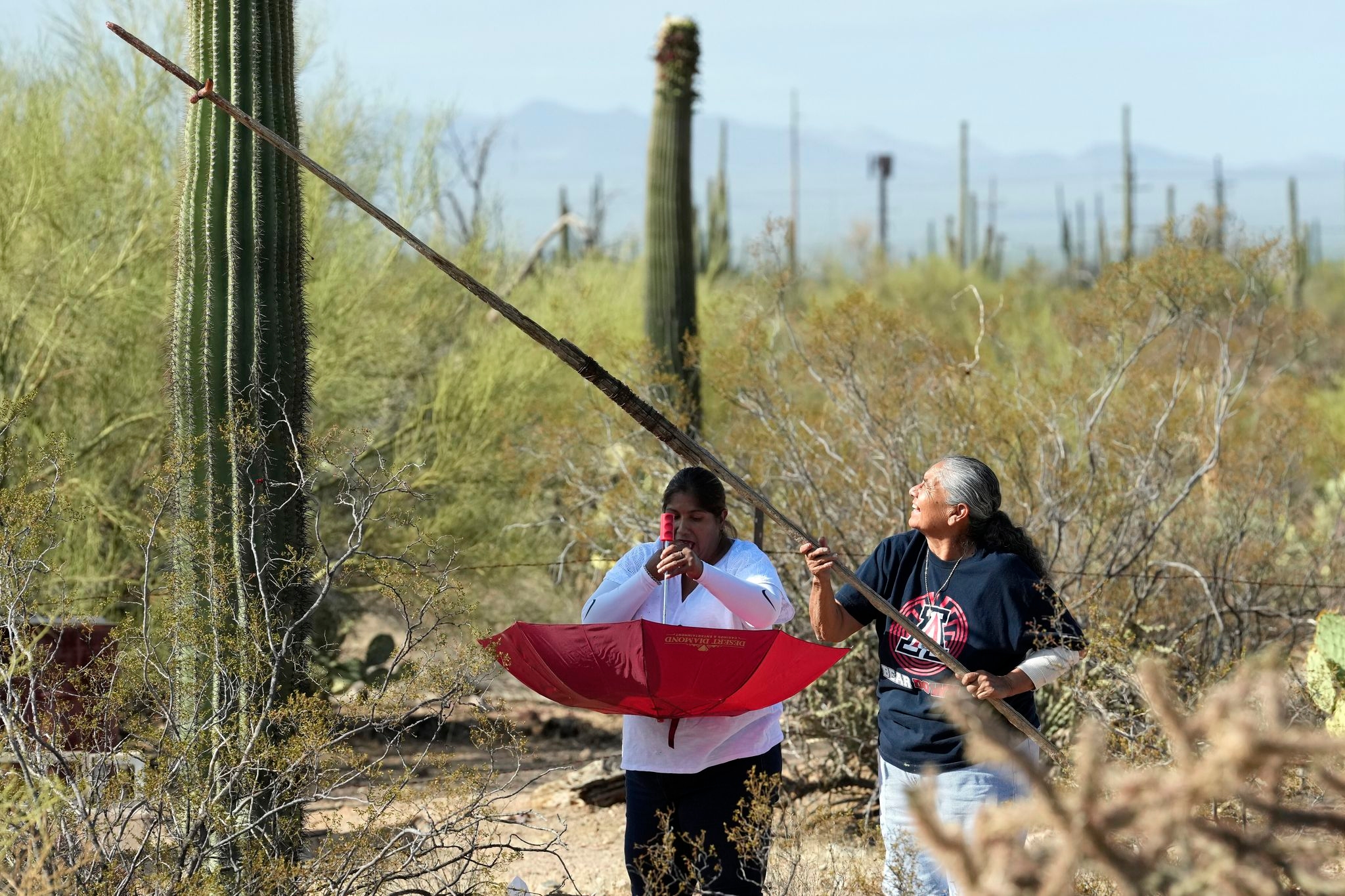 In Arizona borderlands, a sacred saguaro harvest marks the Tohono O'odham's new year