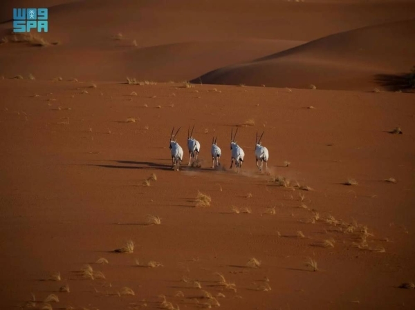 Uruq Bani Ma'arid joins International Union for Conservation of Nature Green List
