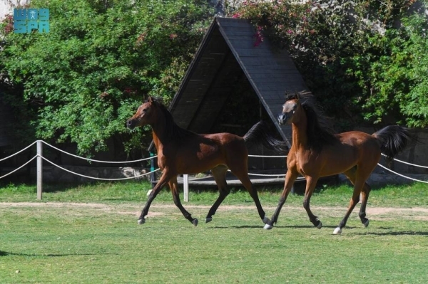 Taif emerges as a sanctuary for Arabian horse heritage