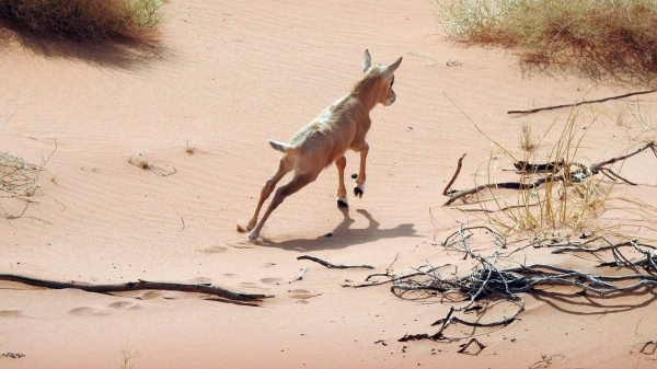 Saudi Arabia celebrates birth of Arabian oryx at Uroq Bani Ma&#039;arid Reserve