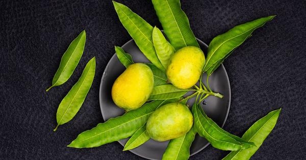 Andhra Pradesh: Mango farmers battle erratic weather, crop pests