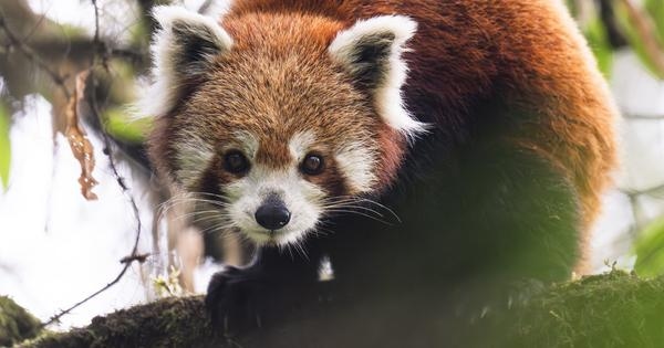 On the India-Nepal border, ‘forest guardians' track endangered red pandas