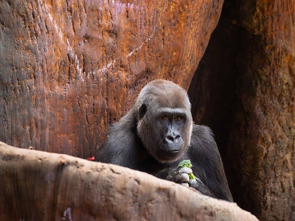 Wilder Institute/Calgary Zoo welcomes 24-year-old gorilla Johari from Toronto