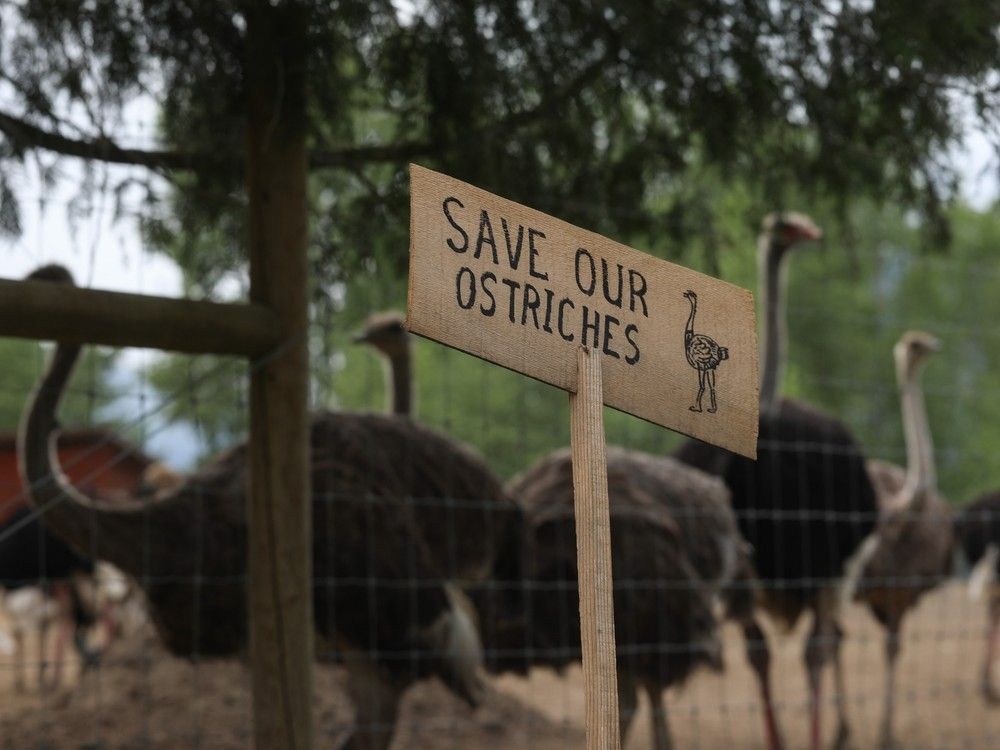 Opinion: Feathers ruffled over expensive standoff on ostrich farm