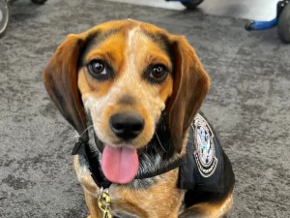 U.S. deports 70-year-old man after he 'violently' kicked a CBP dog at an airport