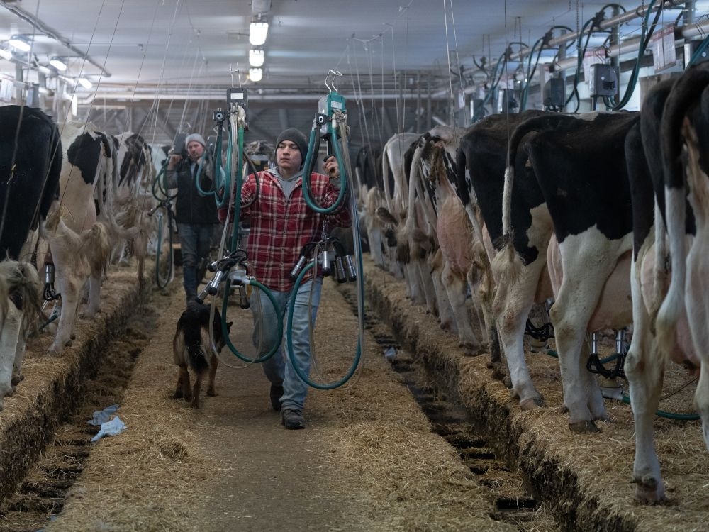 How a few rich dairy farmers are sabotaging Canada's big, beautiful trading future: Full Comment podcast