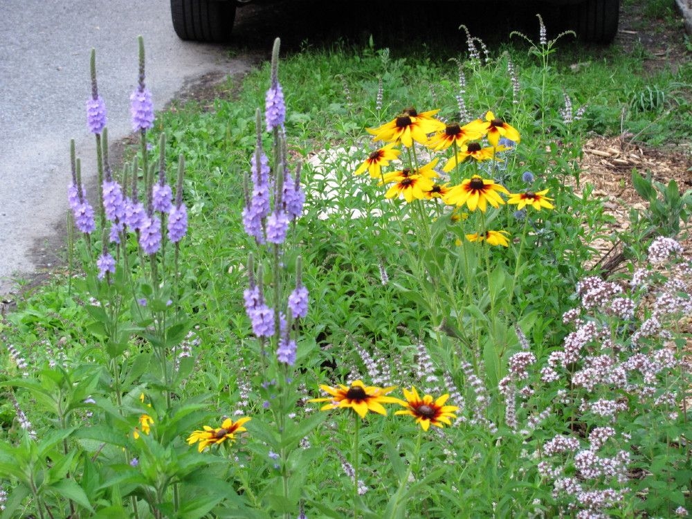 Hints for the home: 'Is there anything wrong with right-of-way gardening?"