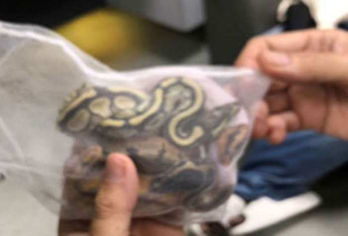 Man arrested at airport for smuggling snakes in underwear