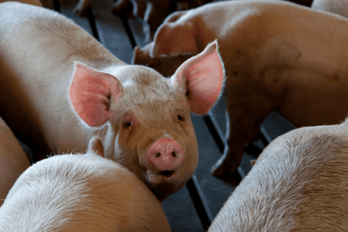Thai pig farmers raise alarm about possible US imports