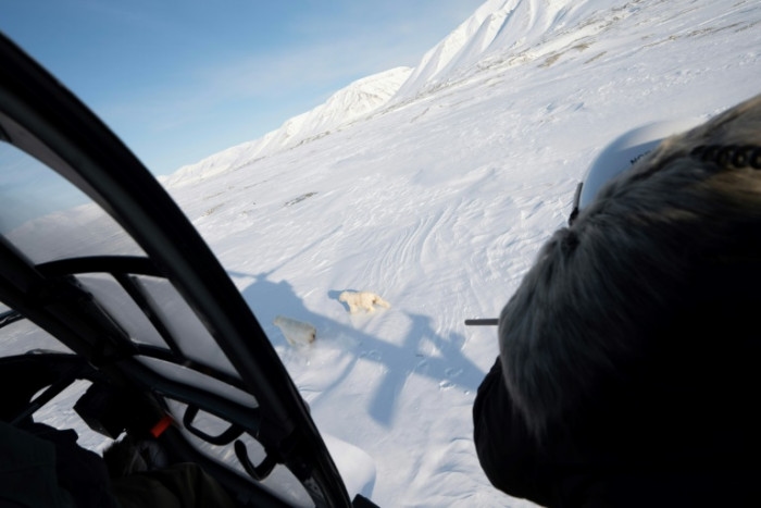 The eye-opening science of close encounters with polar bears