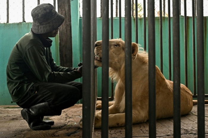 'Absolute madness': Thailand's pet lion problem