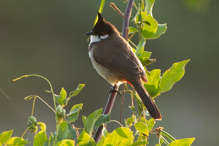 Benefits to axeing bulbul's status: govt
