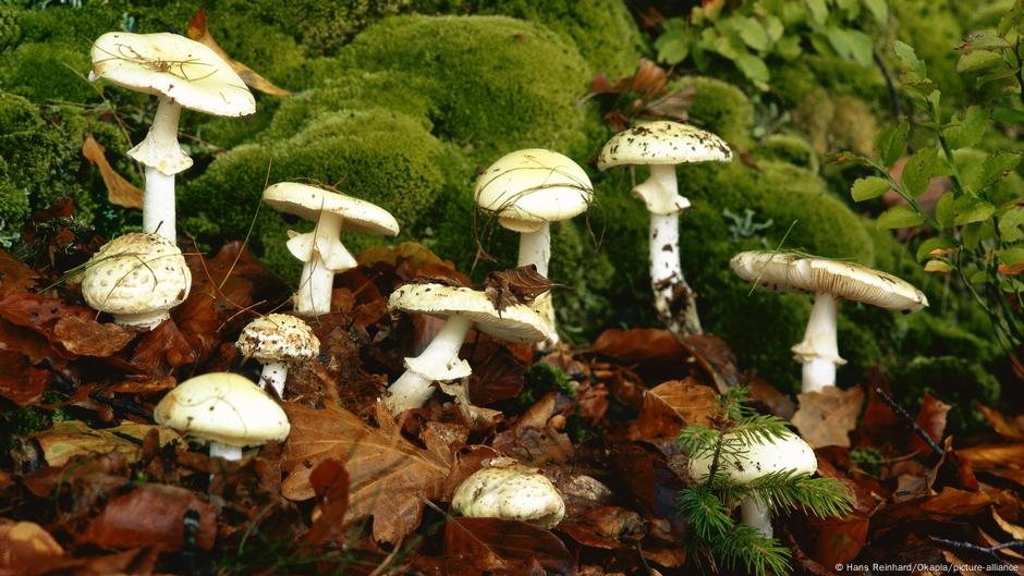 Death cap: The mushroom behind deadly dinner in Australia  – DW – 07/09/2025