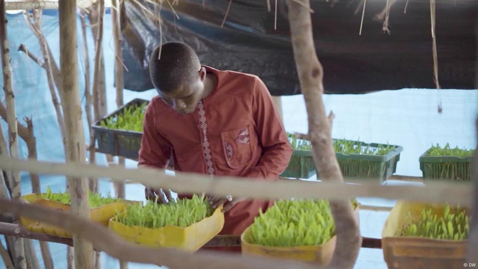How Hydroponic Crops Reduce Herder-farmer Conflict in Mali – DW – 05/30/2025