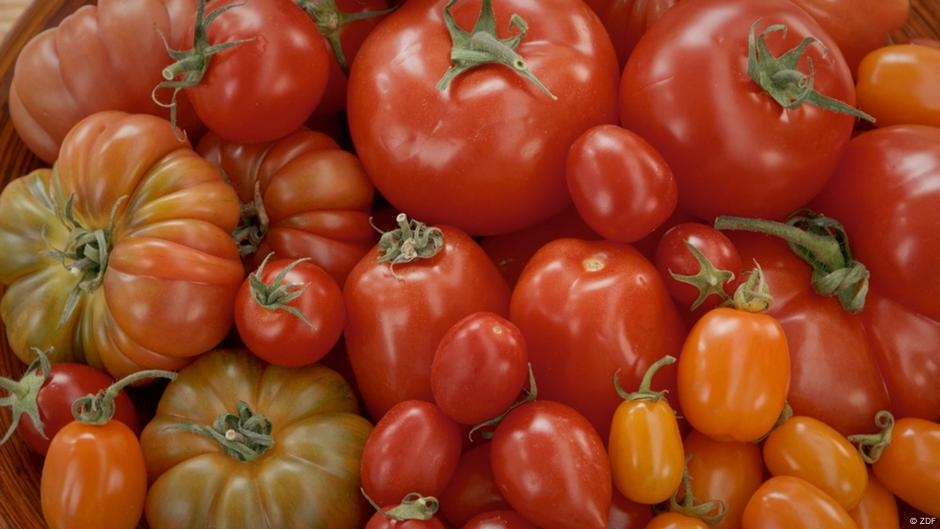 Tomatoes - Indulgence With an Aftertaste – DW – 06/30/2025