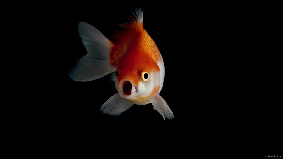 Thinking Outside the Tank! - The Intelligence of Fish – DW – 07/09/2025