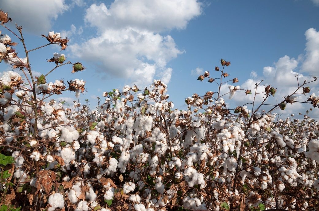CCI sells more than half of cotton procured in current season