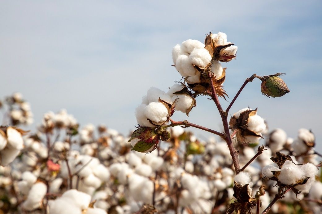 ICE cotton gains as US-EU pact lifts mood, oil adds support