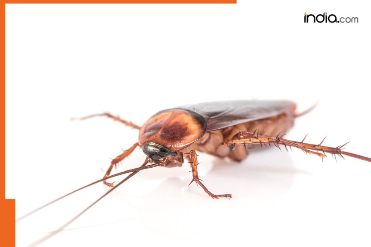 These 7 animals found on Earth can survive in space, names include cockroach, Tardigrade, Brine Shrimp and…, check full list here