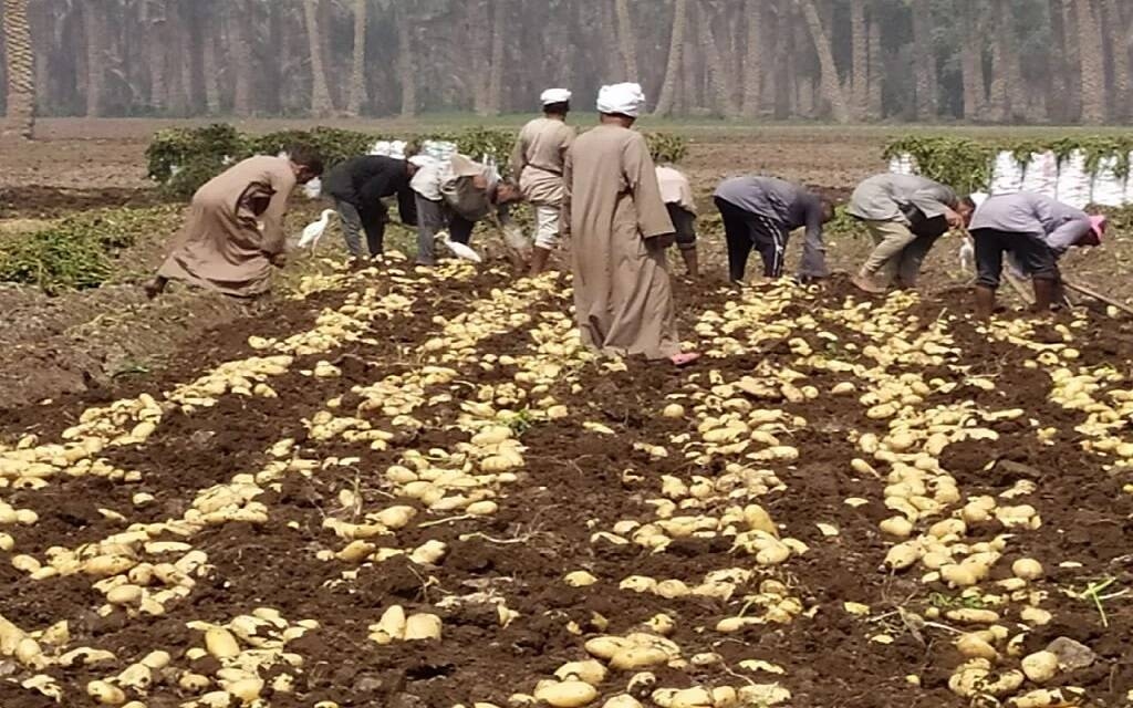 وزير الزراعة المصري: ارتفاع إنتاجية البطاطس والطماطم 15% هذا العام