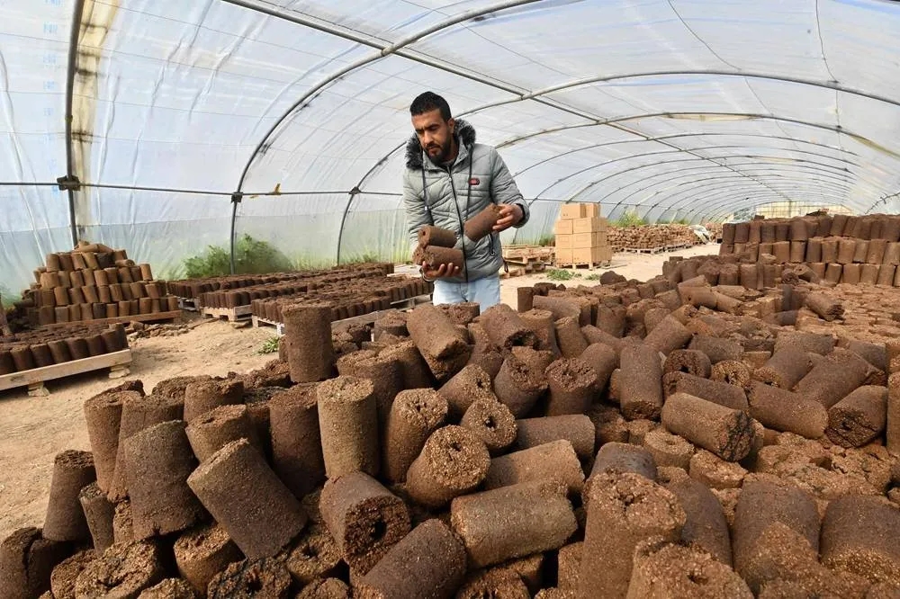 Tunisian Startup Turns Olive Waste into Clean Energy