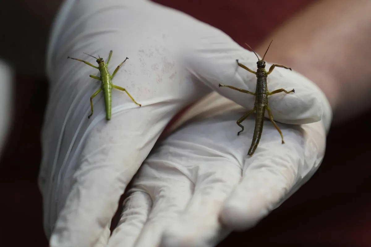 Prague Zoo Joins Effort to Ensure Survival of Rare Insect