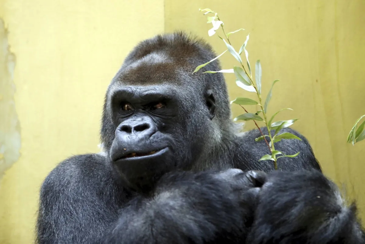 Beloved Zurich Zoo Gorilla Euthanized after Years of Declining Health
