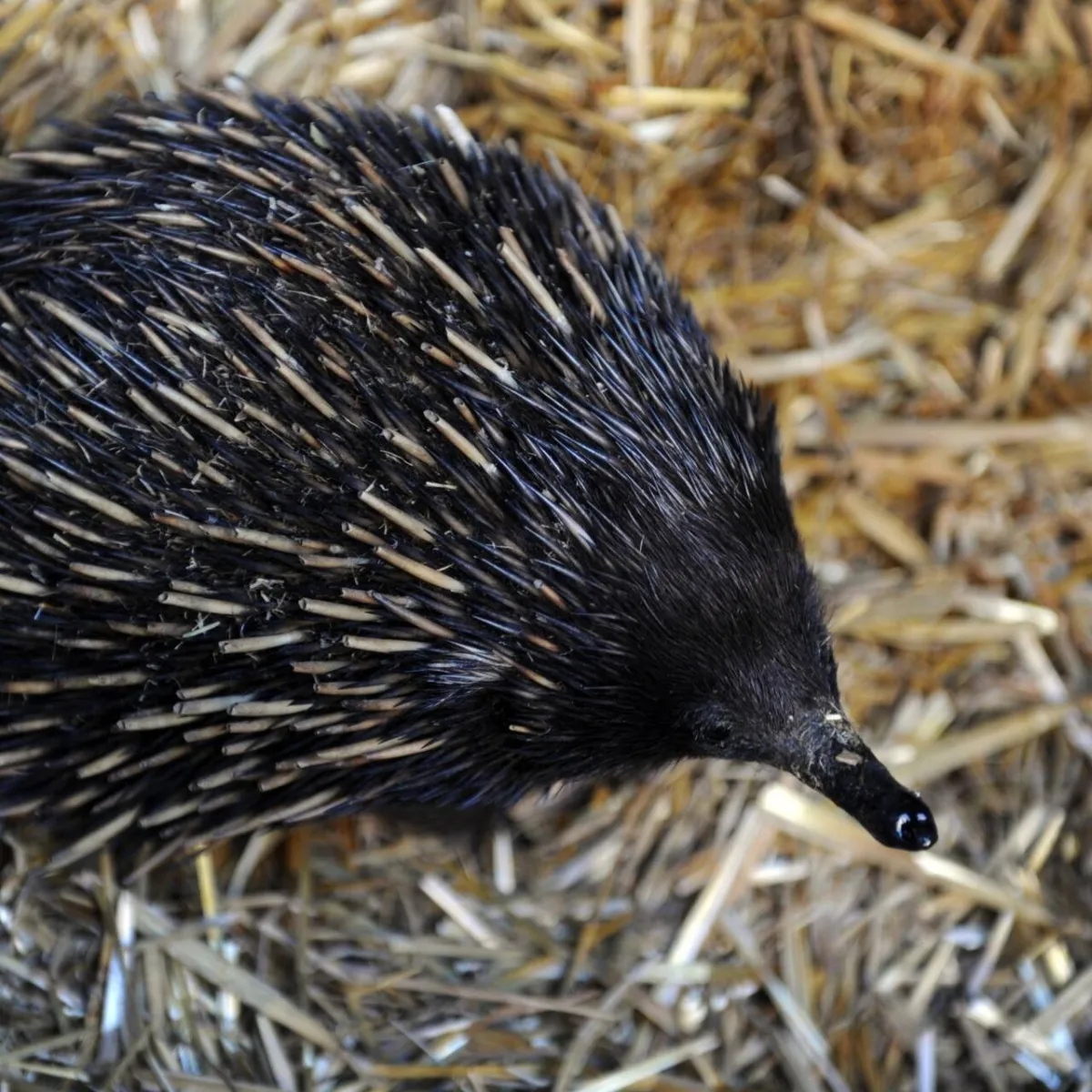 Study Sheds Light on Origin of Australia's Odd Echidna